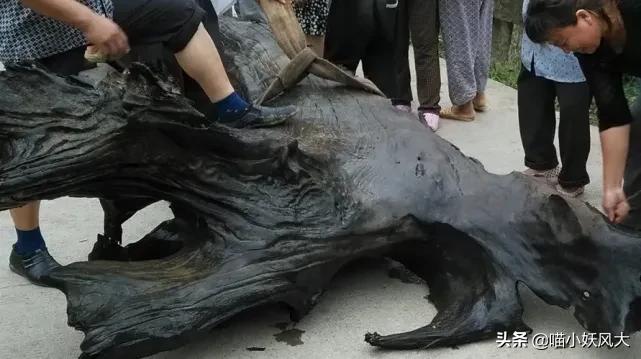 四川今年挖出乌木视频,四川梓潼挖出13米长千年乌木