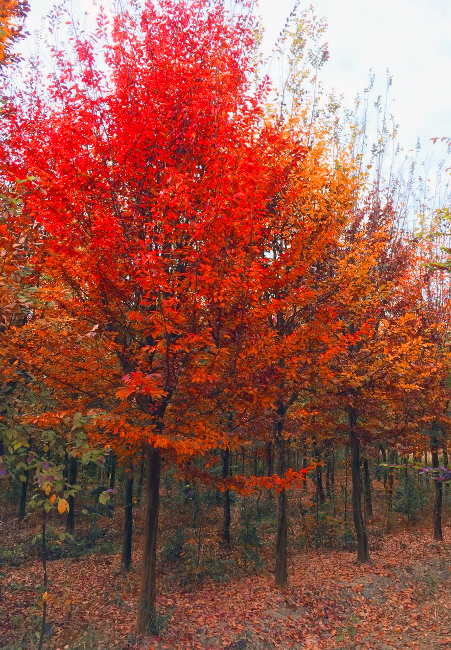 城里人到农村种树养老,农村老人靠儿子养老还是女儿养老