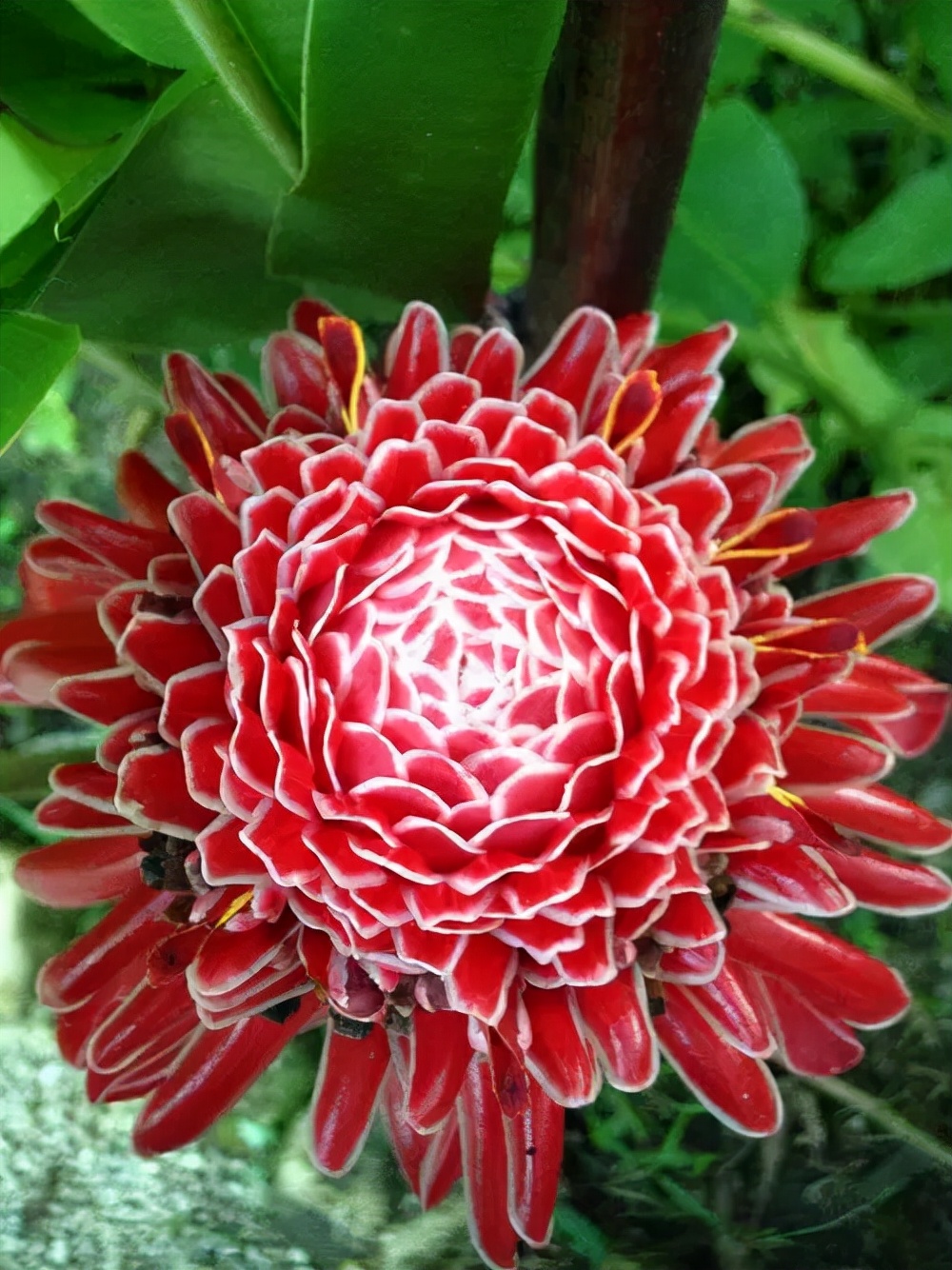 十种最吉利的镇宅花,家里养这5种旺宅花