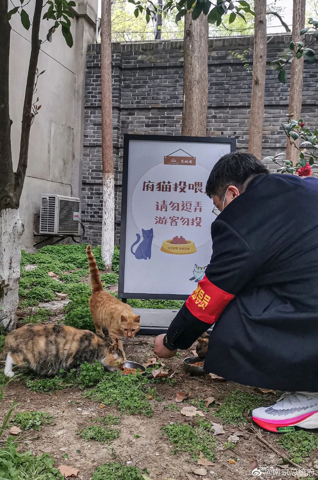 南京流浪猫被集体安乐死,南京总统府流浪猫事件