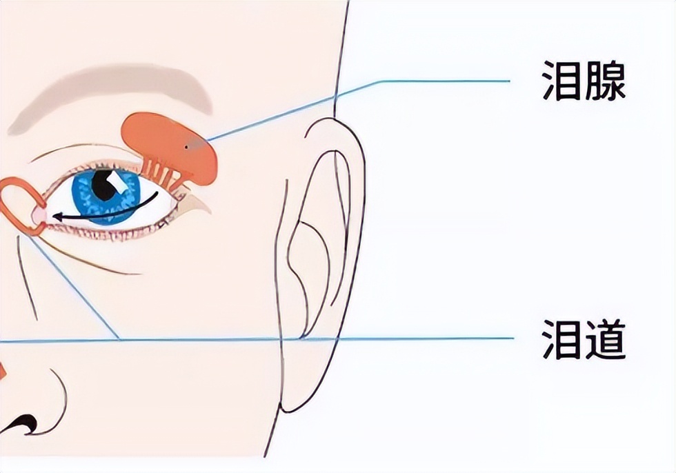 泪囊吻合手术和置管有啥区别,泪囊切除术是几类切口