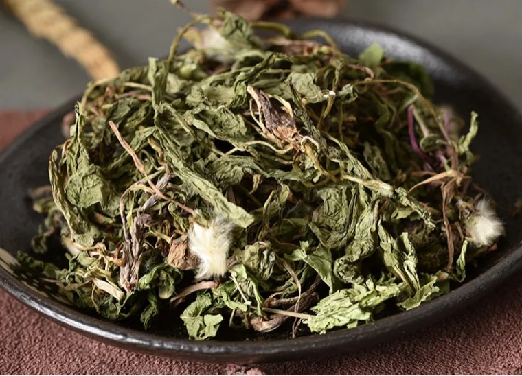 神农本草经关于蒲公英的功效,中医认为蒲公英具有清热解毒