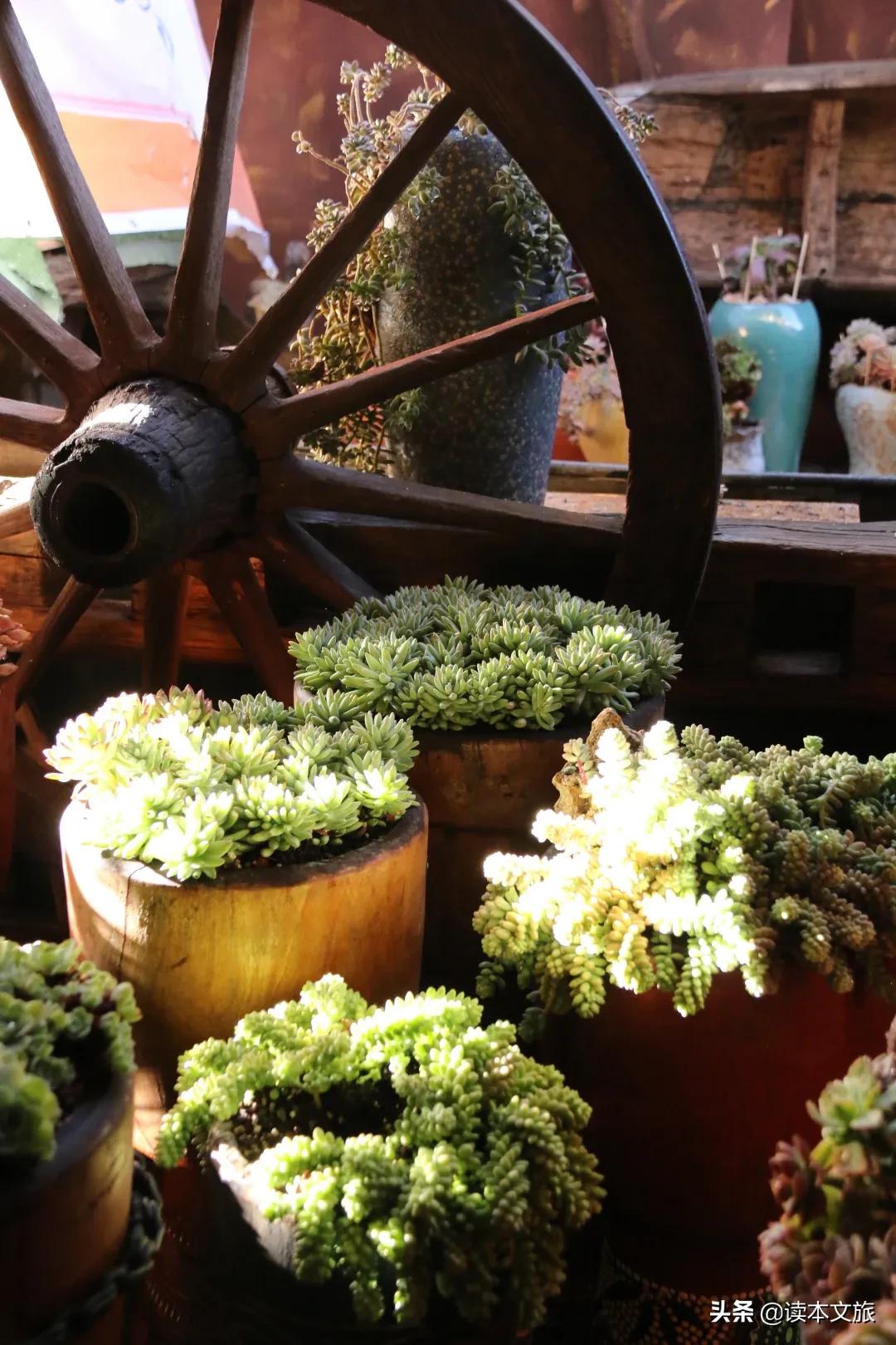 走进多肉世界,丽江古城多肉