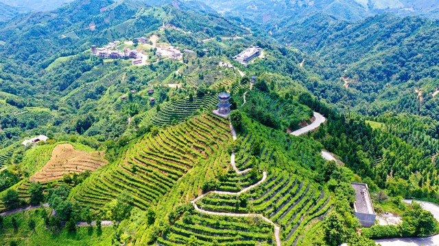 海南的茶叶和咖啡,海南的茶叫什么