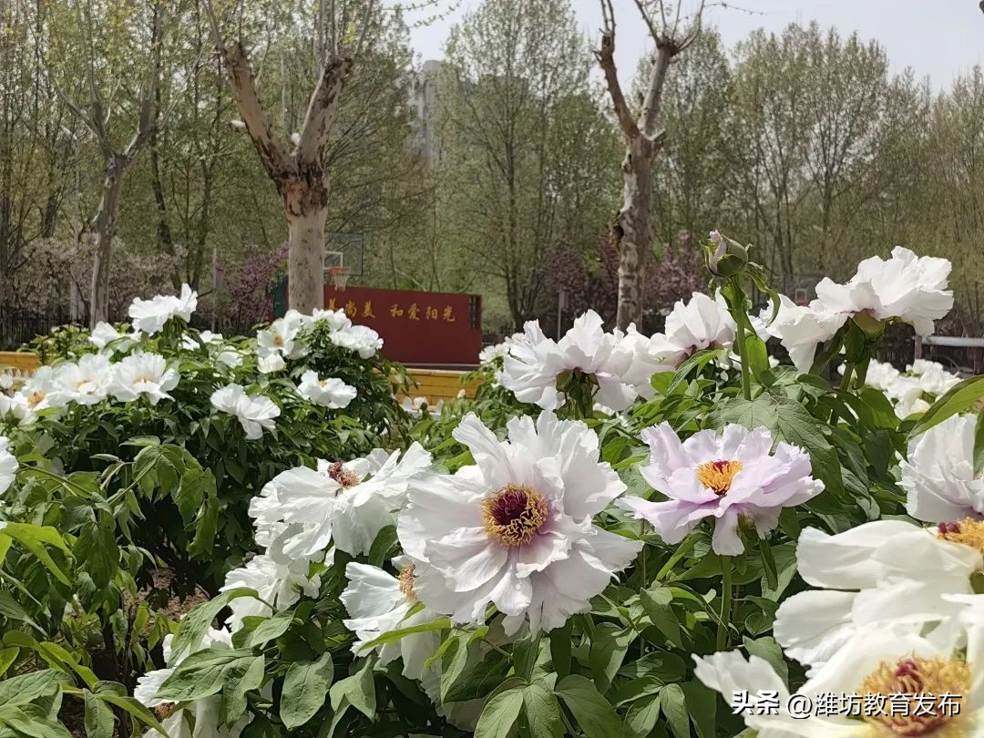 美！潍坊校园春景强势来袭