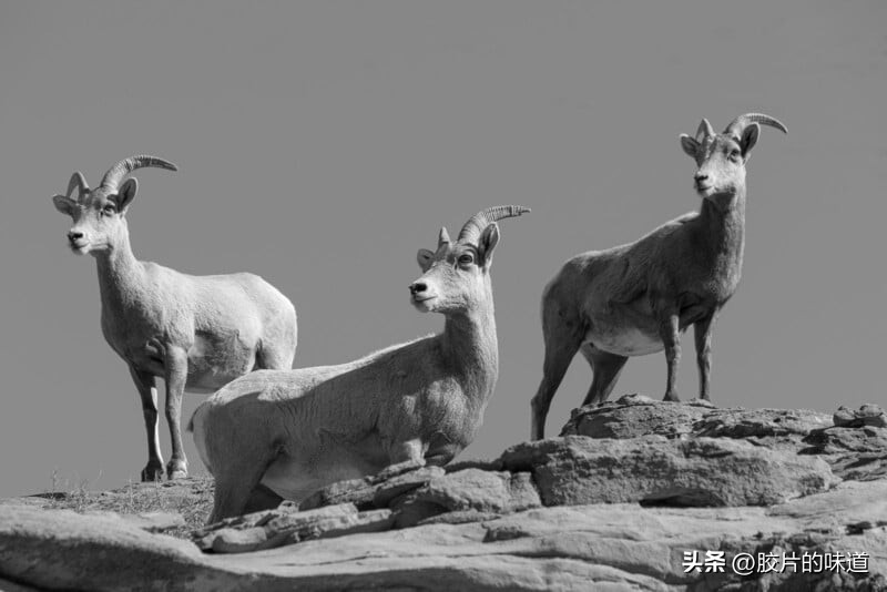 宾得k10d怎么设置成黑白照片,宾得专门拍黑白照片的相机