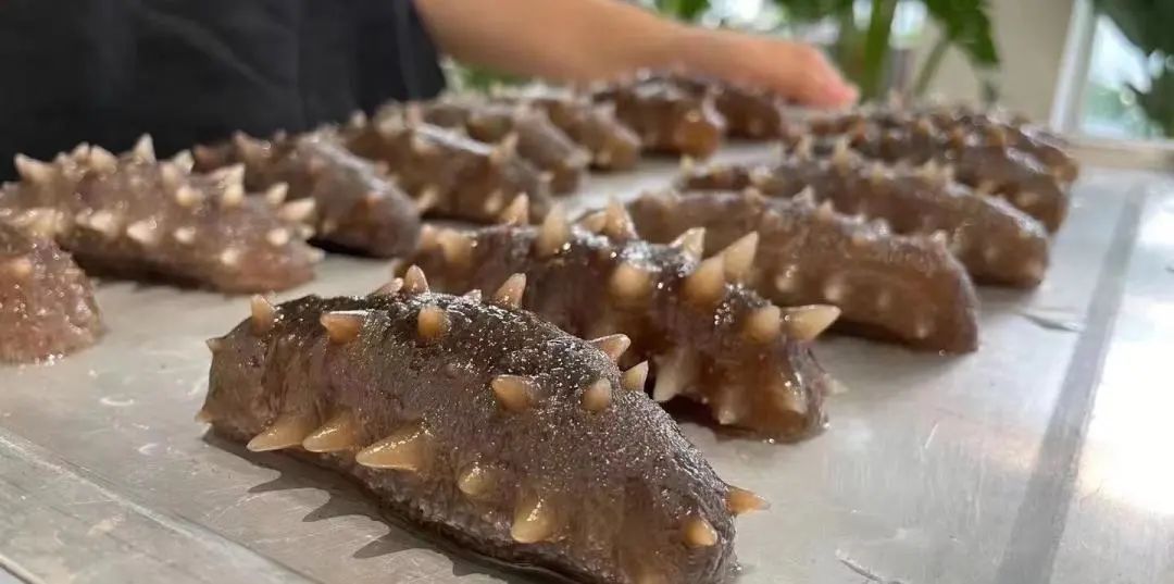 用海参下脚料造假海参 (造假的海参和真海参)