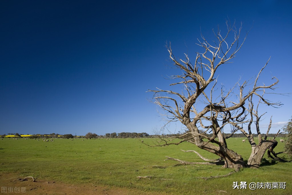门前树不能乱,门前种的树风水好吗