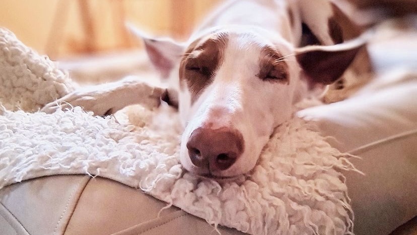 狗狗肚子一直咕噜咕噜叫还吐黄水,宠物吐黄水怎么回事