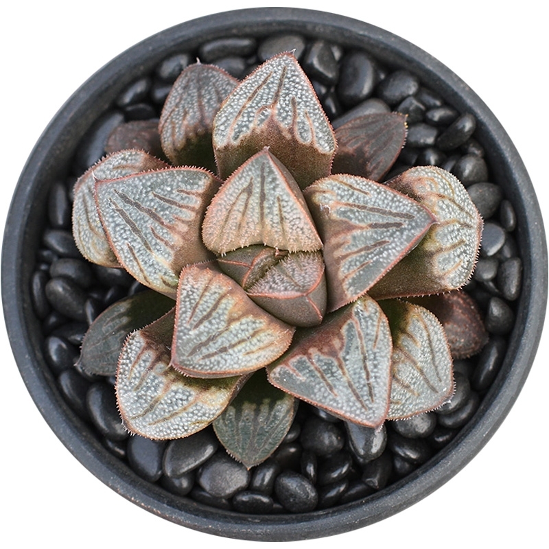 花看久了也厌了什么意思,花看腻了怎么办