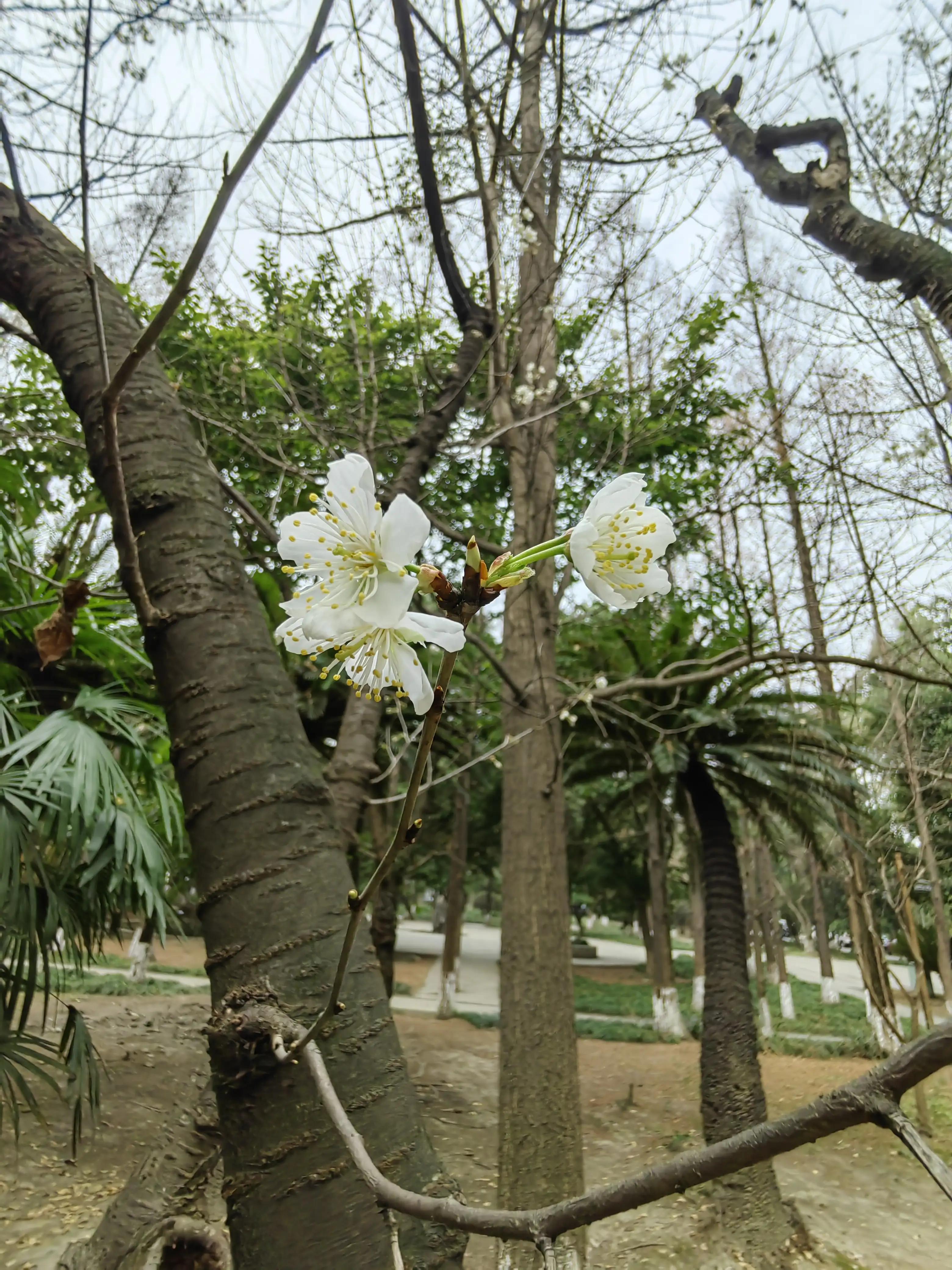 独树一枝桃花,独树一枝秀