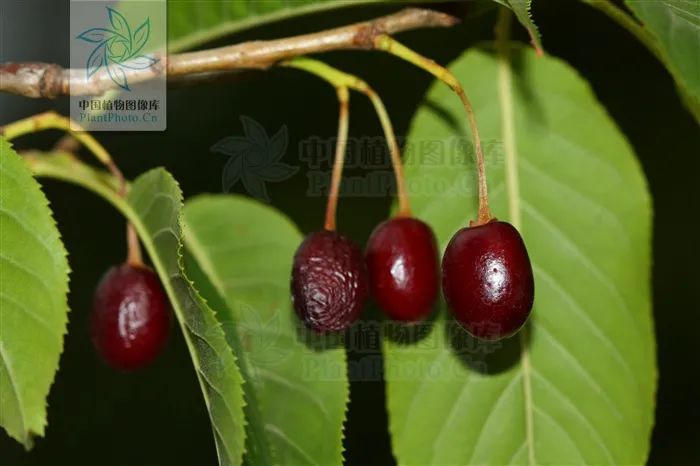 初春河津樱花图片大全,河津樱花品种大全