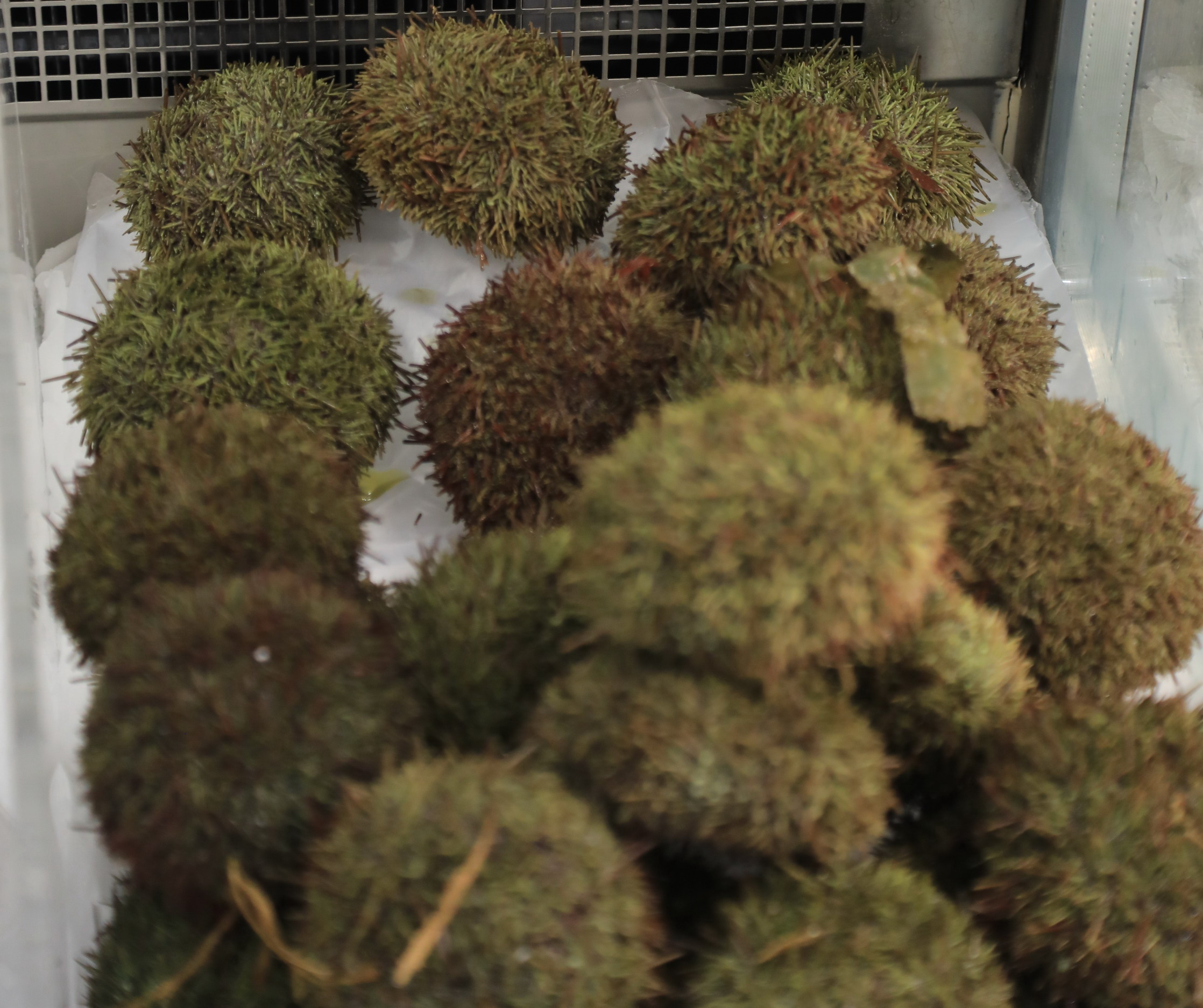 智利的海鲜便宜吗,智利海鲜市场