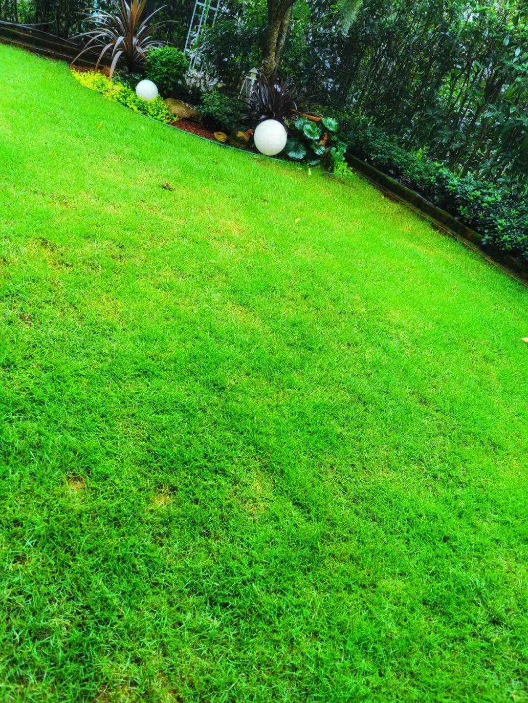 草坪都有哪些病虫害及防治方法,草坪病虫害防治的基本原则是什么