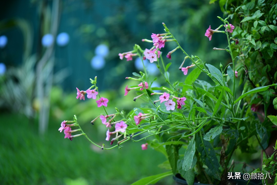 冬天开花的室外花卉盆栽,温室盆栽观花花卉植物