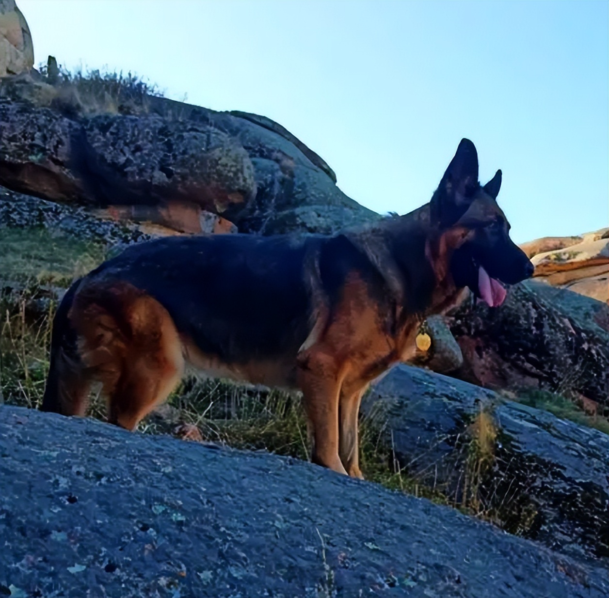 烈性犬不牵绳,未牵绳犬撕咬受伤狗主人