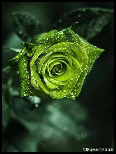 不同颜色玫瑰花的花语是什么意思,不同颜色玫瑰花在一起表示什么