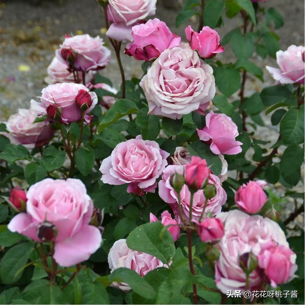 黄色月季哪个品种耐热耐晒抗病强,最耐热耐晒的切花藤本月季品种