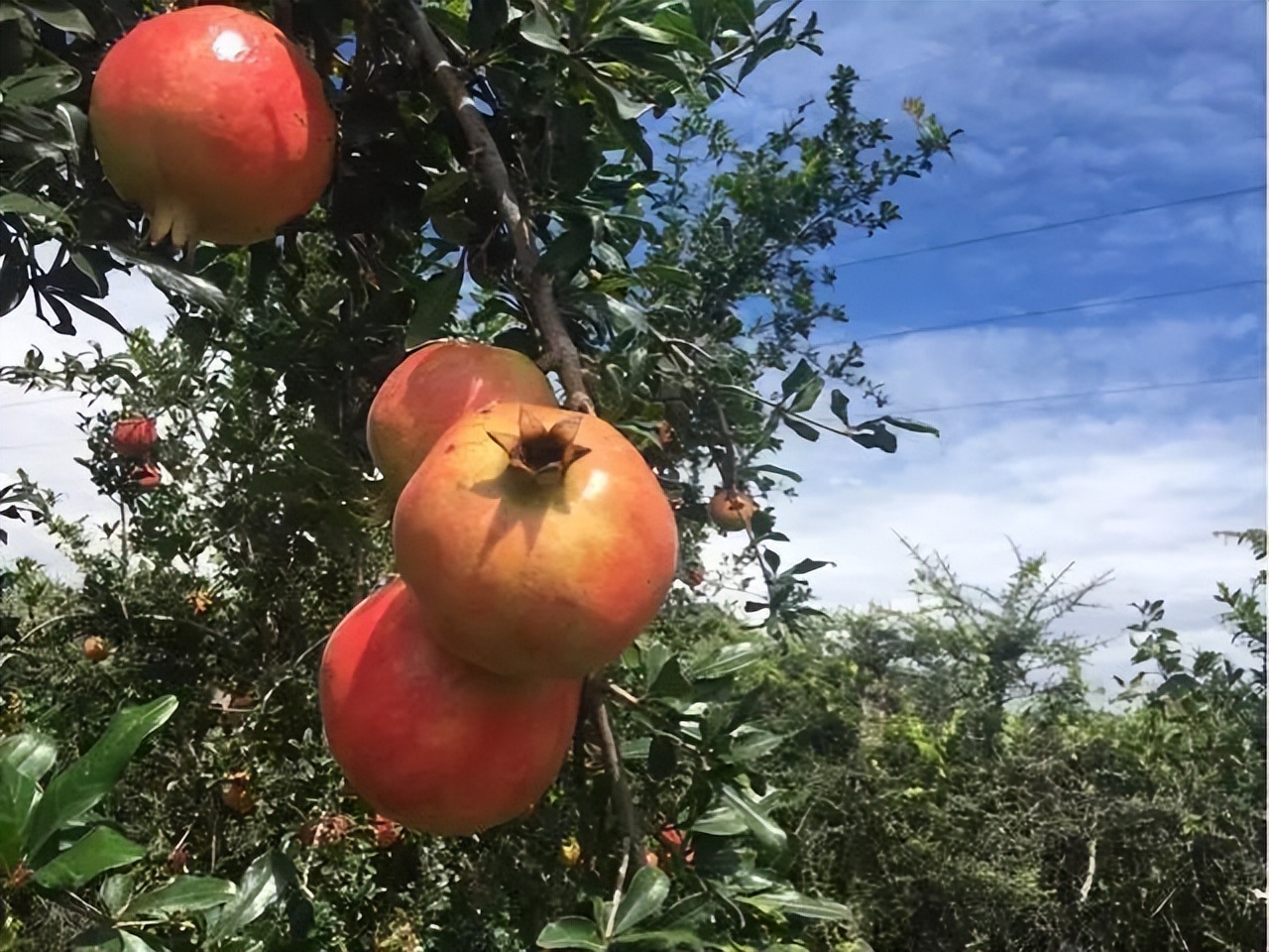 石榴苗怎么挑选,石榴会四季开花吗
