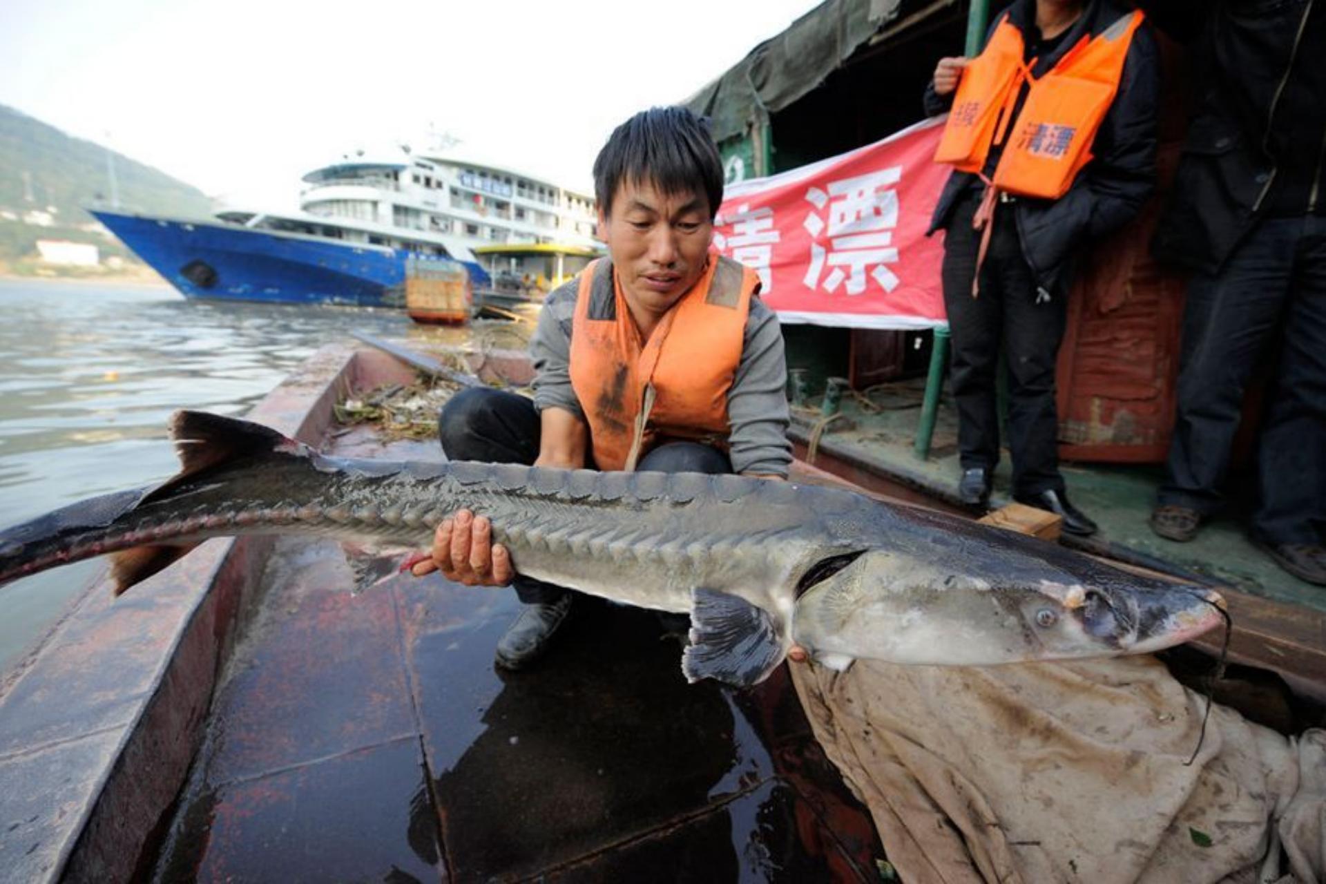 大鳇鱼1030斤现状,黑龙江2000斤鳇鱼是真的吗