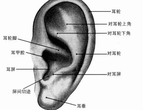 如果蚊子飞进耳朵怎么样,蚊子飞进鼻子有什么感觉