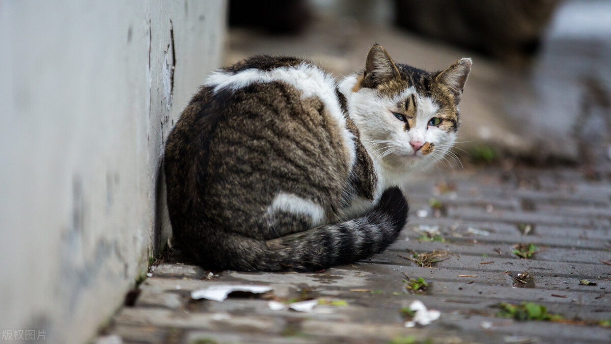 领养代替购买，对养猫的新手来说真的好吗？