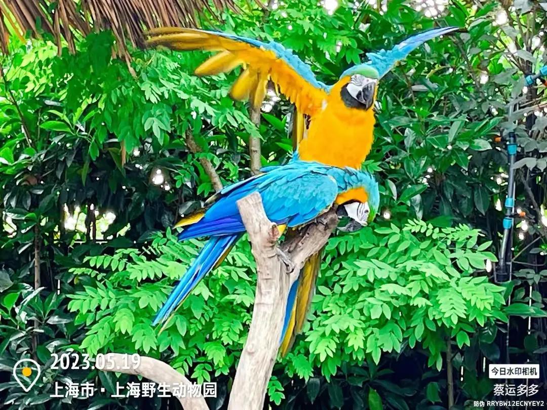 上海野生动物园和上海动物园,上海野生动物园过年营业时间