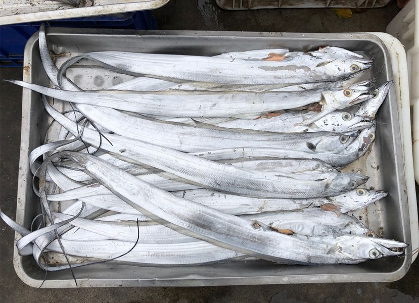 人工养殖鱼哪种鱼能放心吃,市场上的鱼哪些人工不能养殖