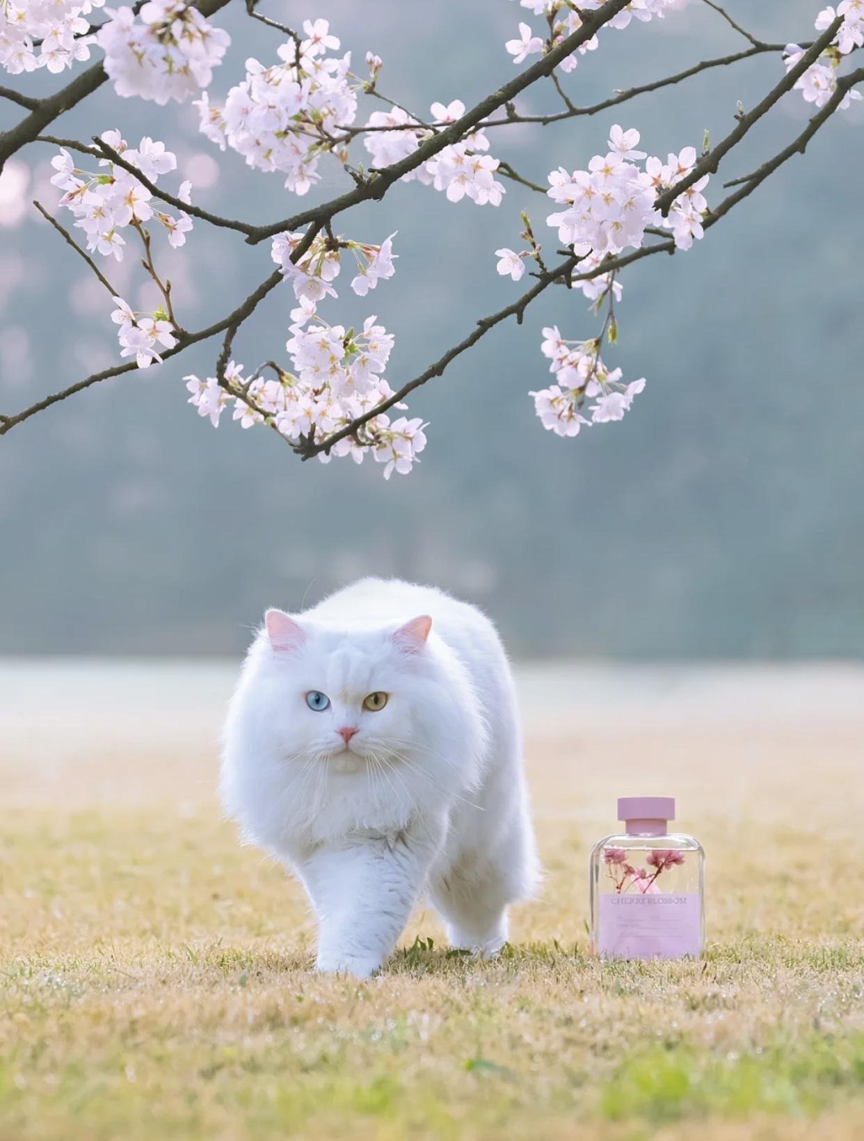 治愈系壁纸｜132张可爱小猫咪的样子