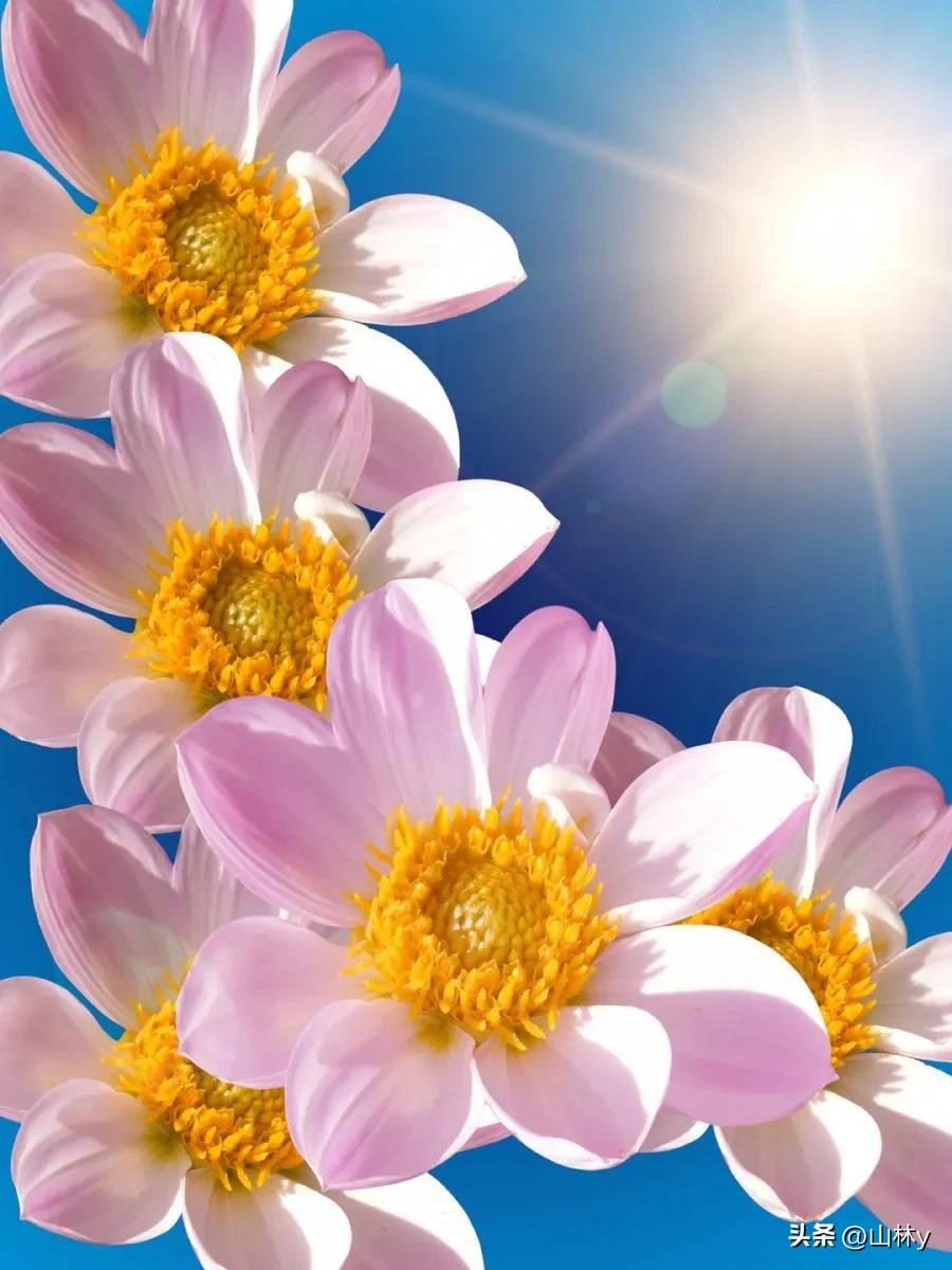 五颜六色的花朵养眼舒心,灵动秀美的花朵图片