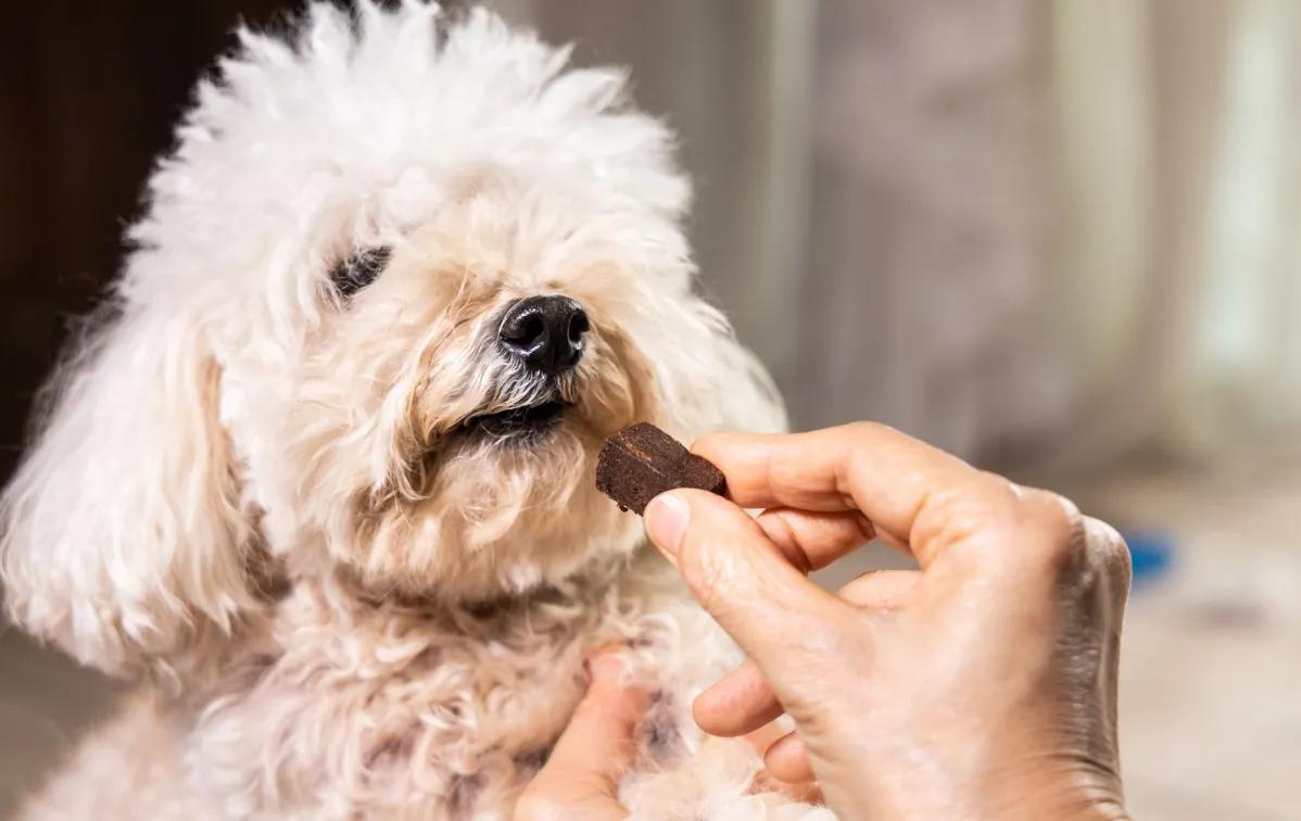 代养宠物的平台,宠物代喂平台上门照顾宠物