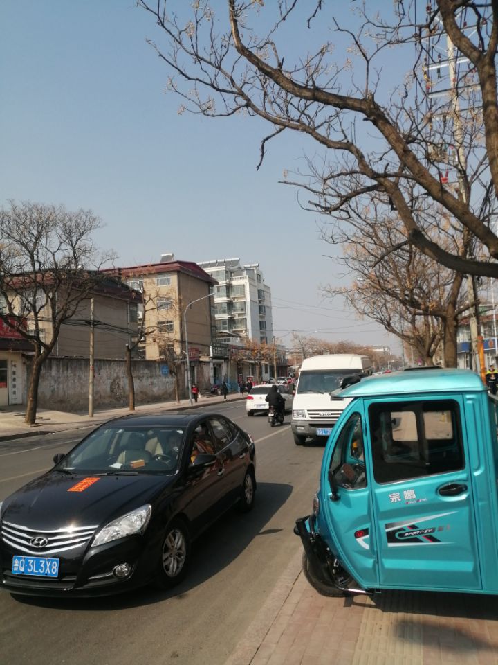 苦楝树，优良的园林绿化树