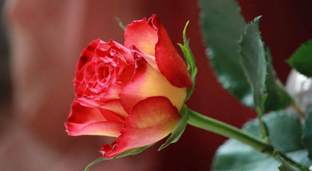 女人长期和男人分居怎么回事,夫妻之间女人不主动亲近后果