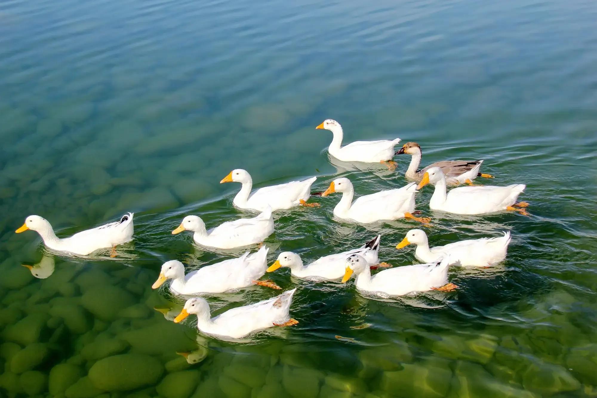鸭子换毛期会出现哪些症状,鸭子病症都有哪些表现