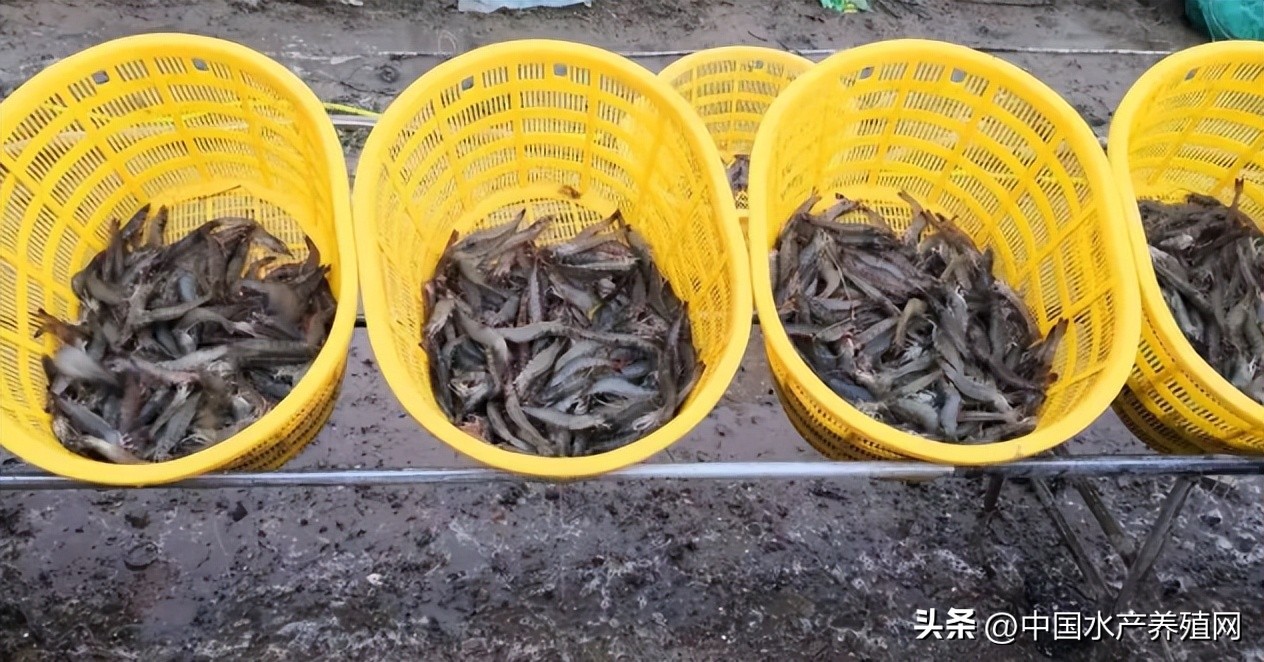 今年对虾价格行情是怎样的,最近对虾价格行情