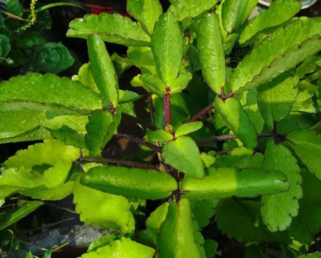 剪的叶子怎么生根发芽,绿萝单独一个叶子能生根吗