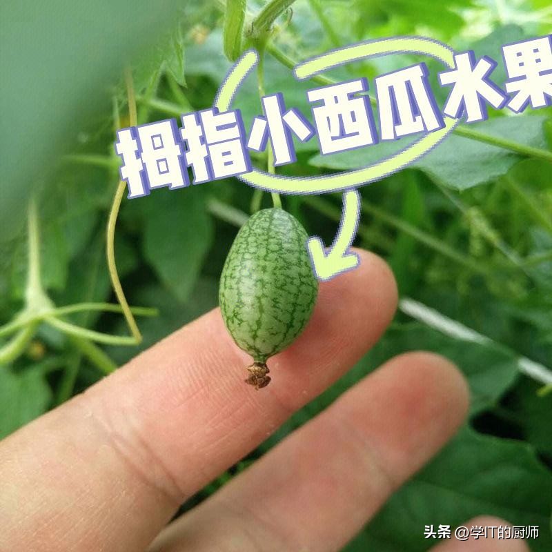 西瓜种植创业项目计划书,拇指西瓜种植创业