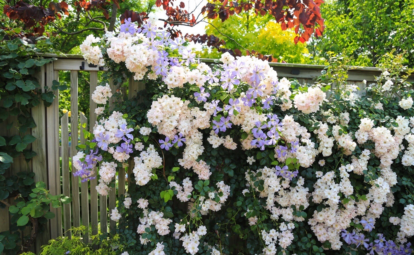 适合小院养的好看又常开花的花,院子里好养的花四季开花