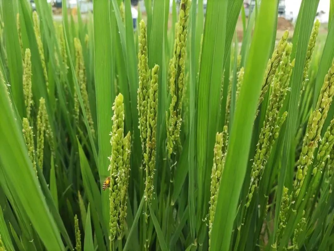 茅山国学文化亲子游,茅山民俗文化艺术