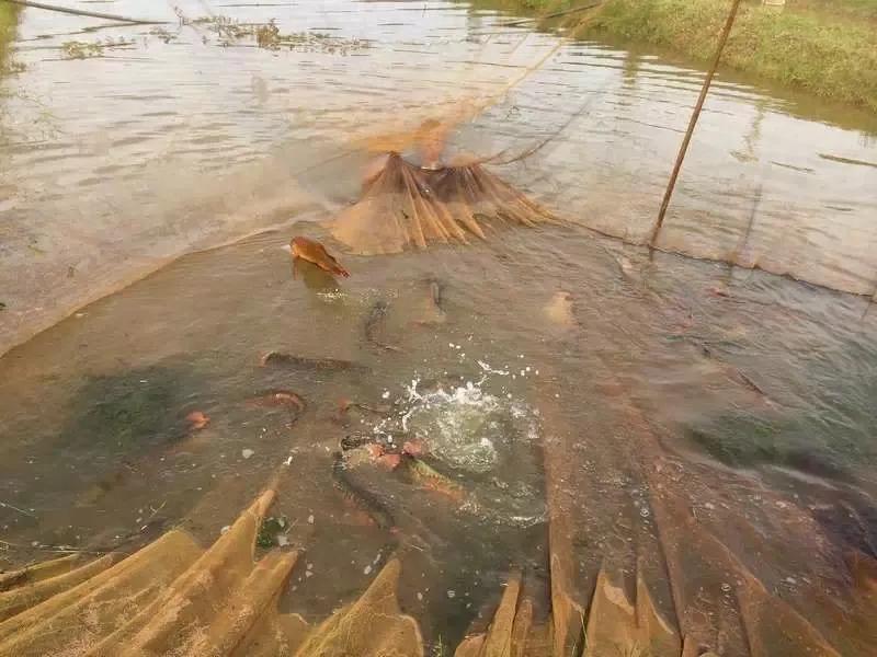 水族爱好者龙鱼,马来买的龙鱼如何带回国内