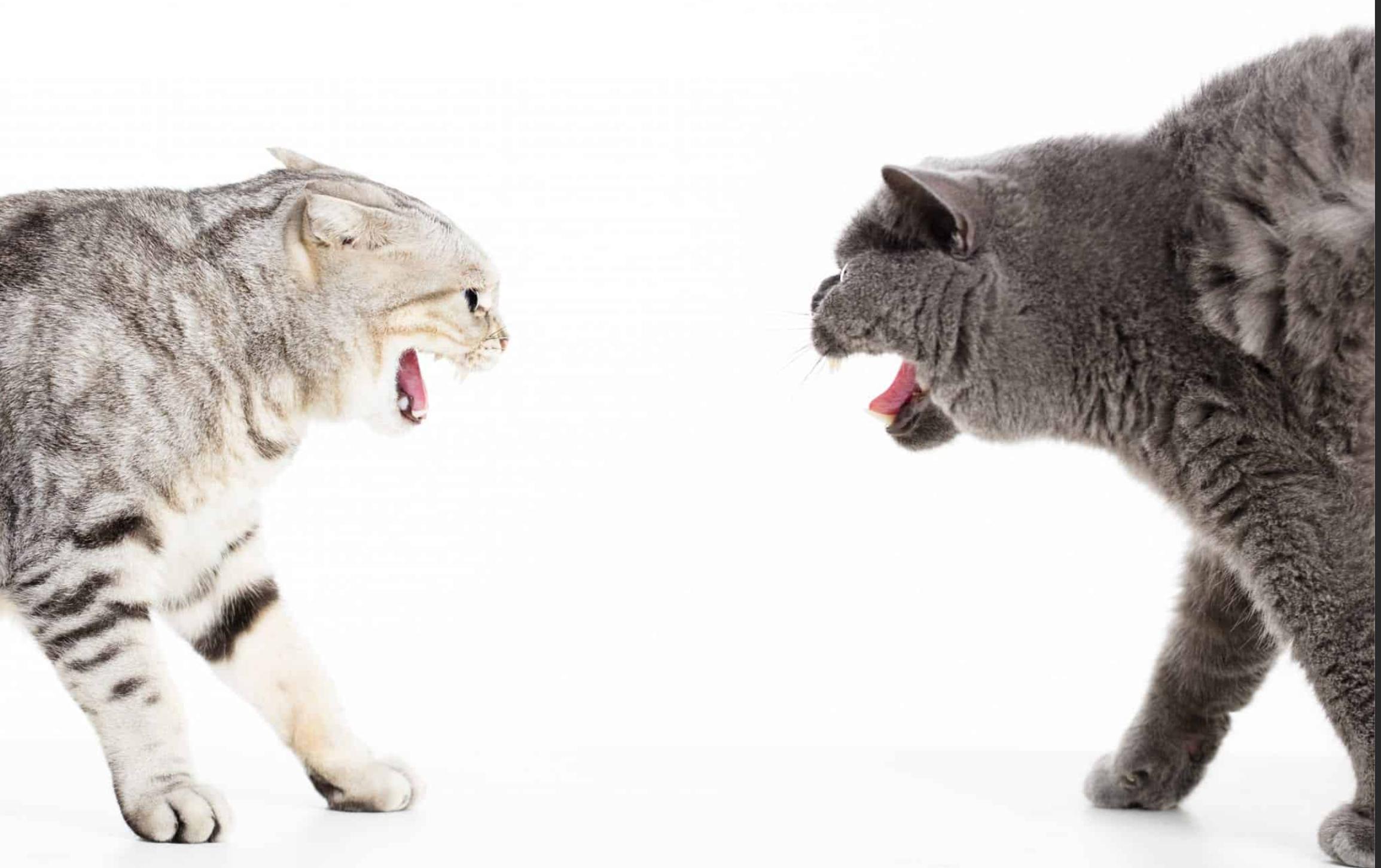 如何预防猫进卧室,猫往外跑会回家么