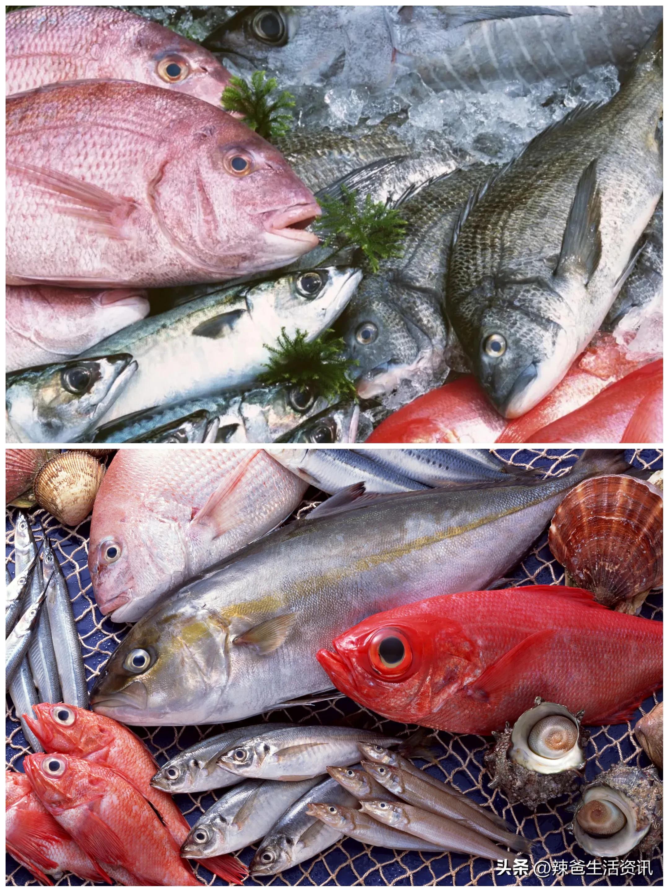养殖海鱼和野生海鱼的区别,海鱼怎么区分养殖的还是野生的