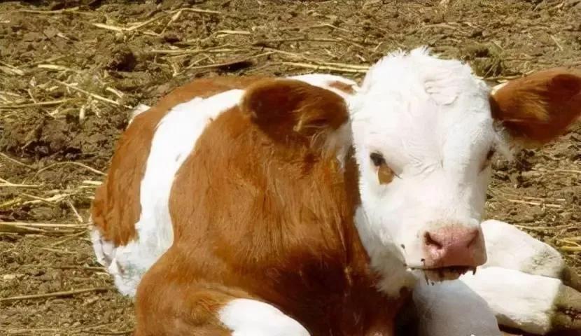 牛结节病的临床表现及预防与治疗方法