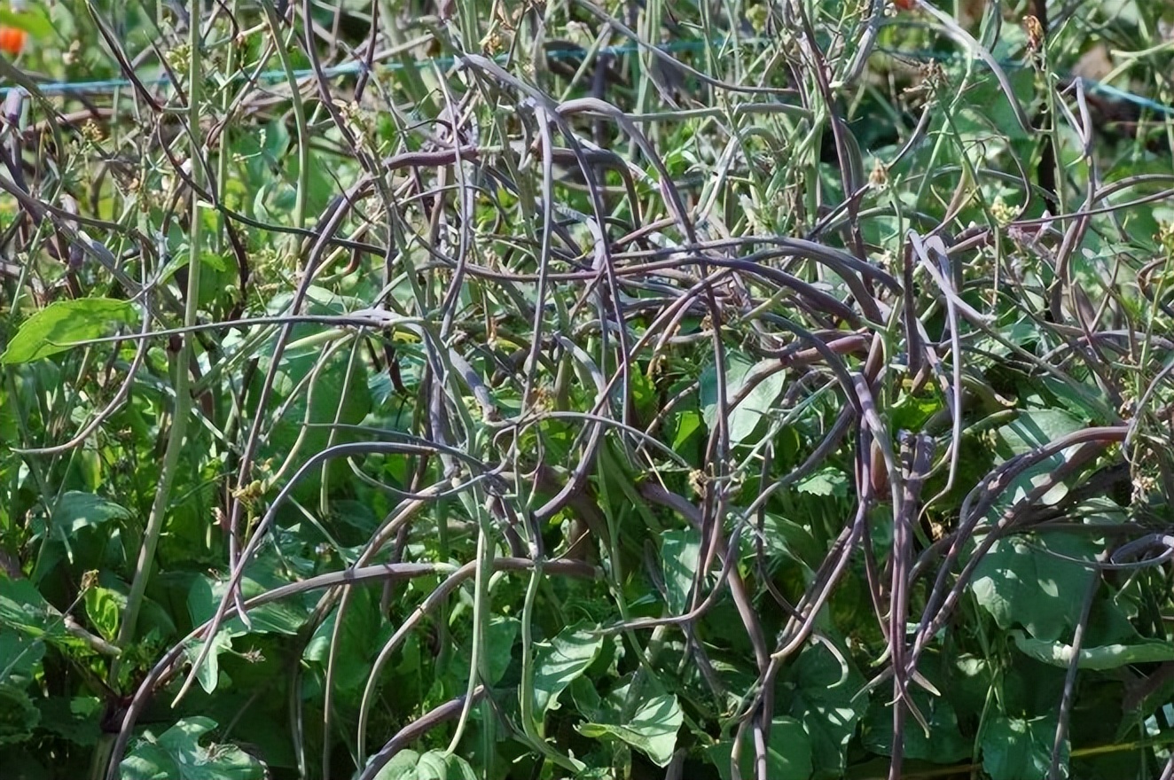 萝卜的这个小知识你知道了吗 (关于萝卜的百科知识有哪些)