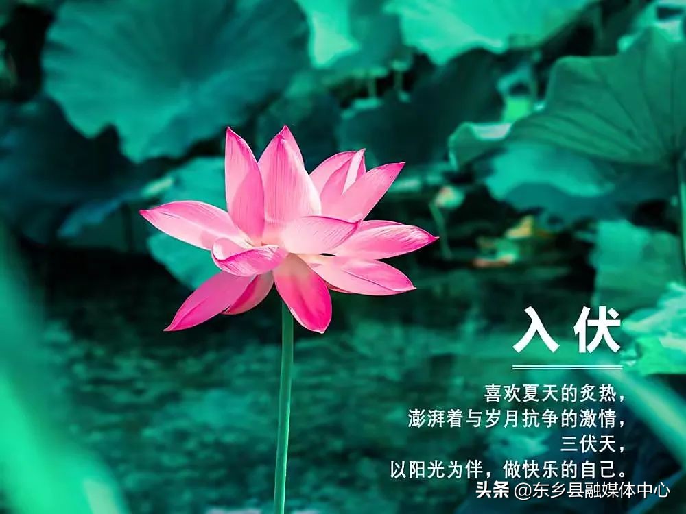 三伏天入伏计算公式,三伏天入伏壁纸