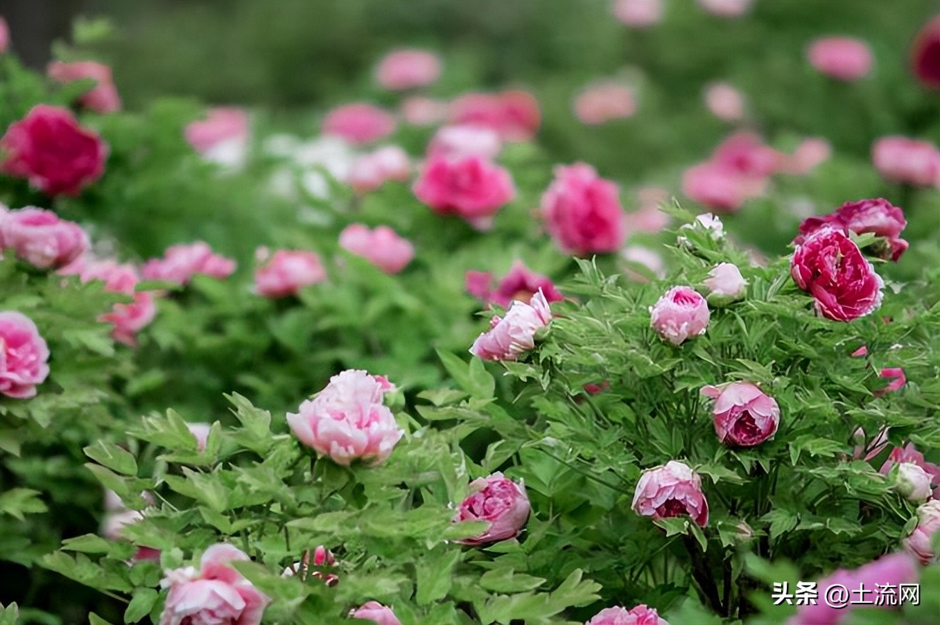 我国的国花牡丹花代表着什么,牡丹花被称为国花的原因是什么