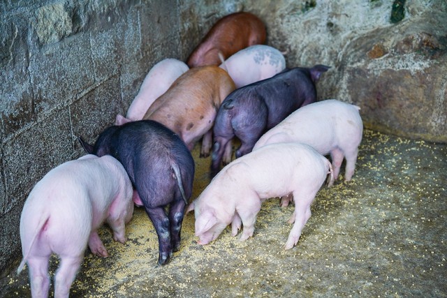 温氏养猪养殖户加盟需要什么条件,温氏养猪加盟合作模式