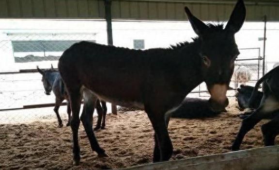 驴肉很好吃为什么养驴的人这么少,驴肉美味又健康