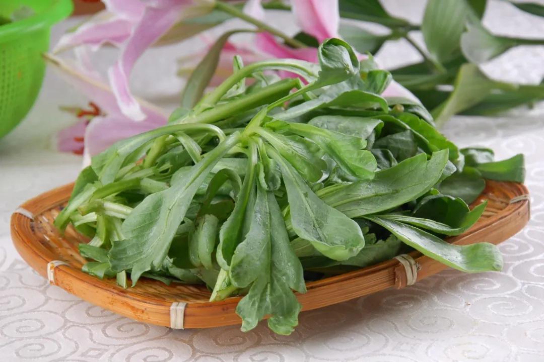 南京菊花脑是啥,南京的菊花脑是几月出来的