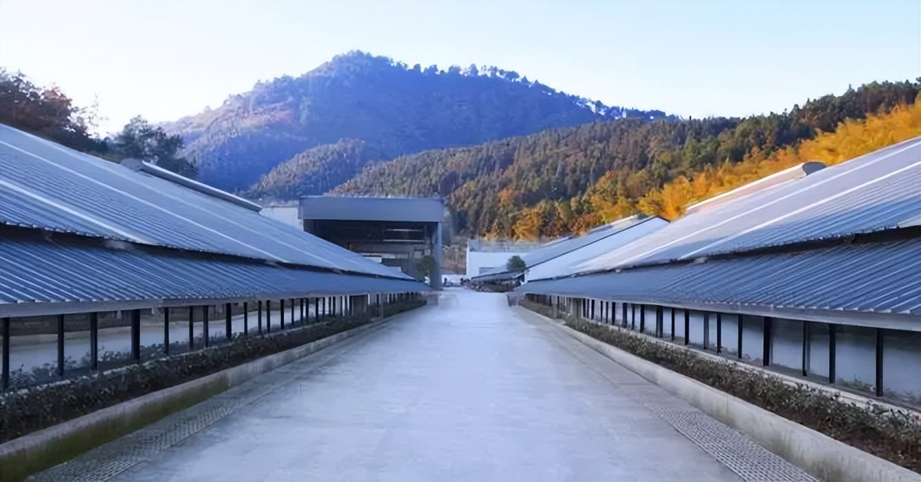 悲报！网易的养猪场，可能真要撑不住破产了！